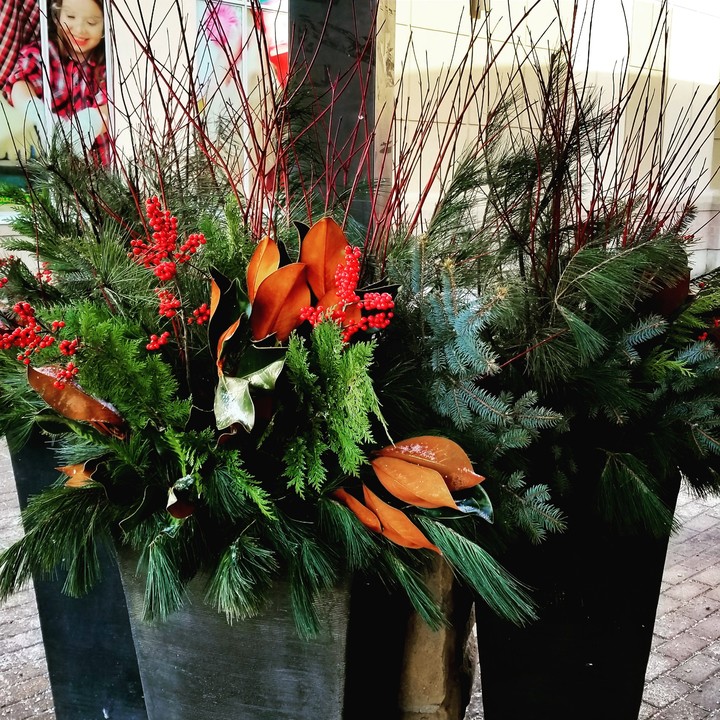 Christmas plant display