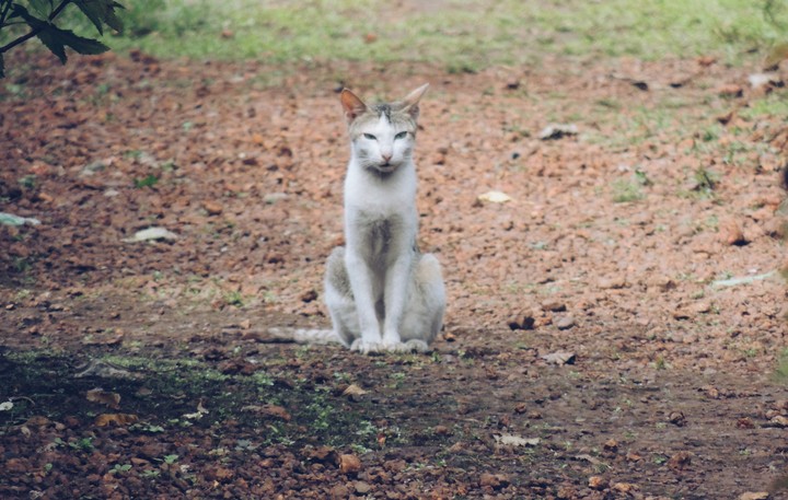 Grumpy cat