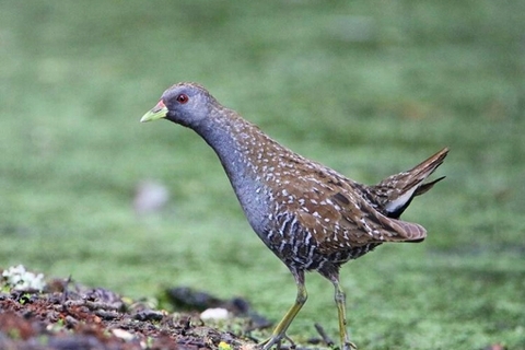 sfondi vertebrate, phasianidae