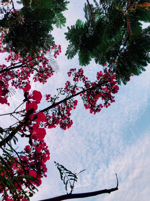 sfondi plant, sky