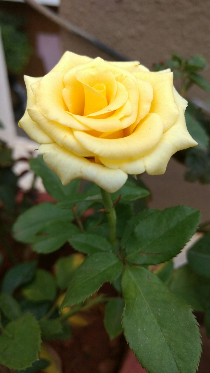 Mesmerizing Yellow