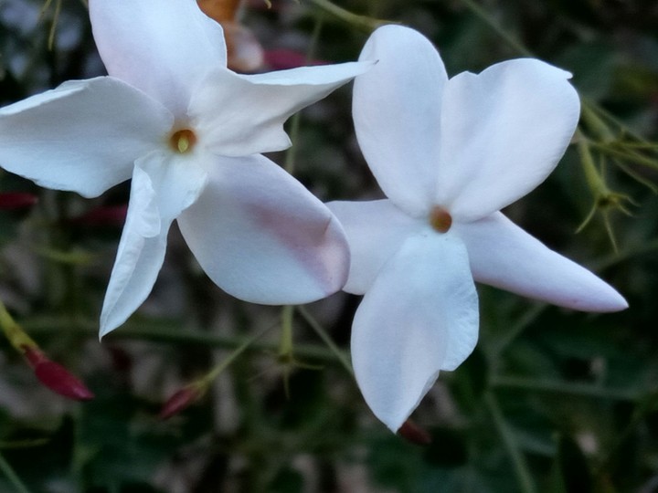 nice flowers