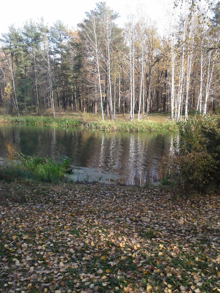 Ноябрь Лес Река