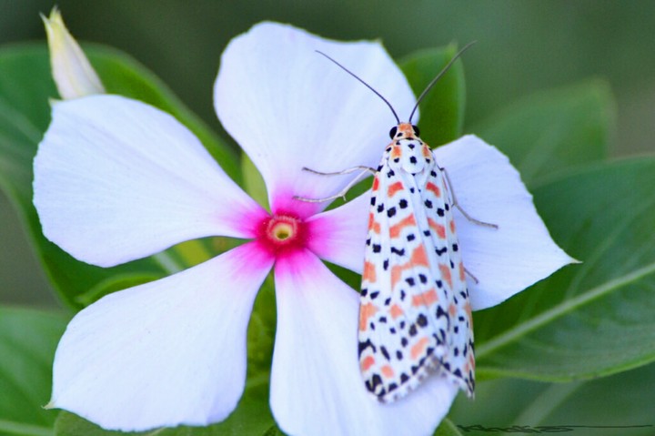 butterfly