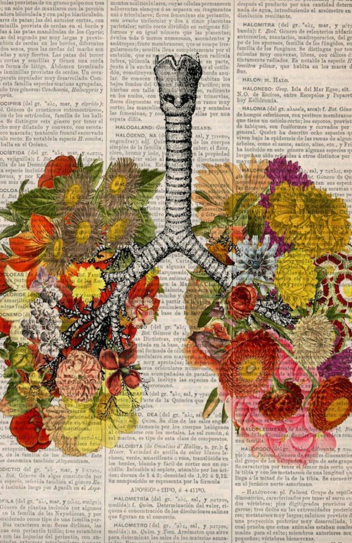 Lungs