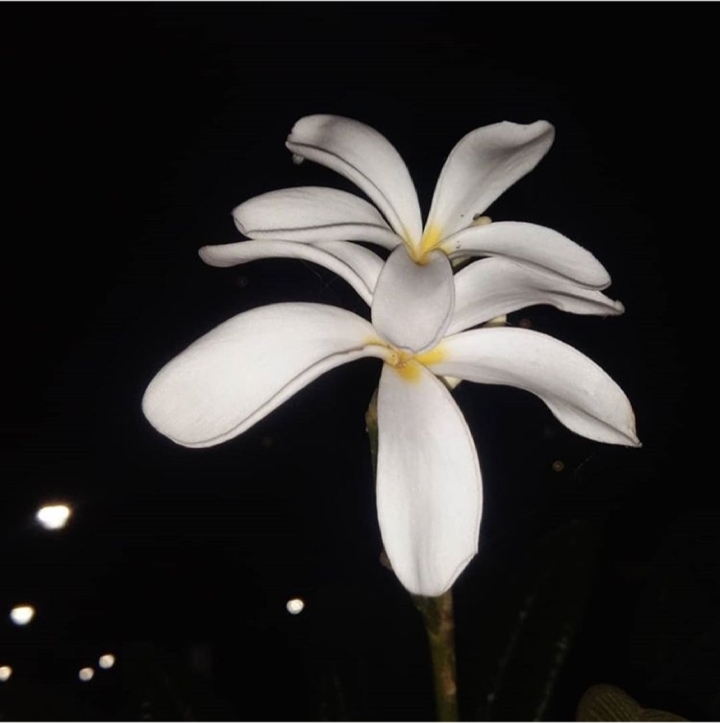 beautiful Flower
