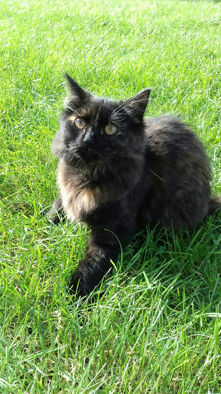 Lucilla