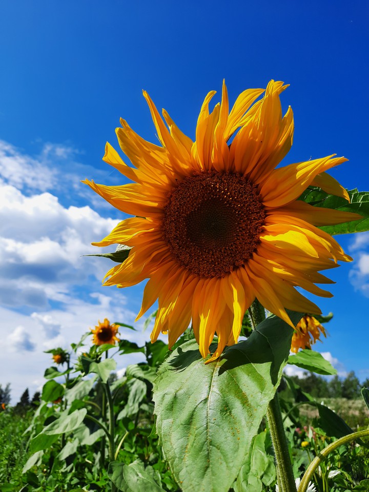 Sunflower