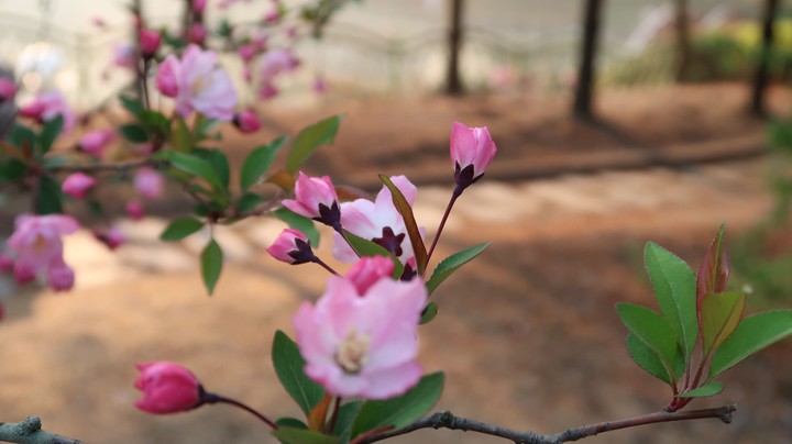 malus micromalus