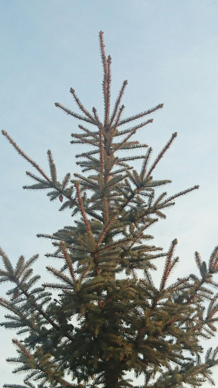 Green green tree