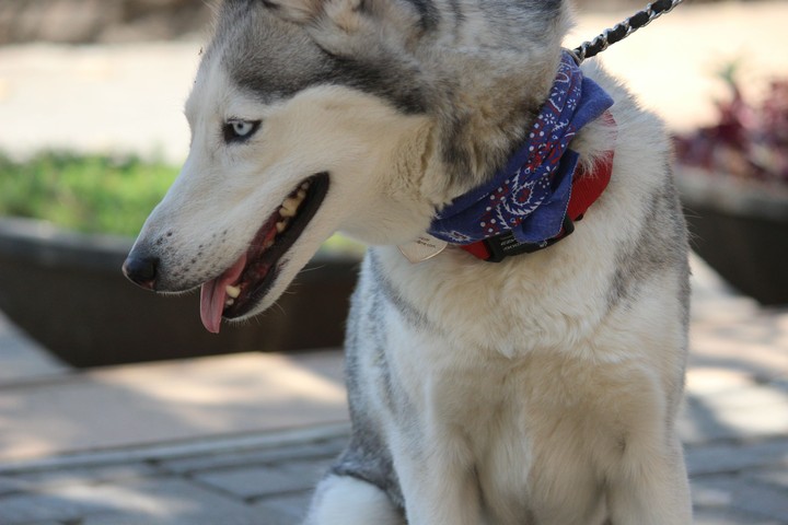 The Husky