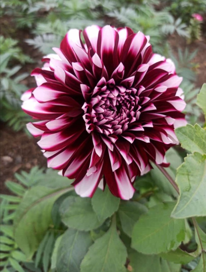daheliya flower