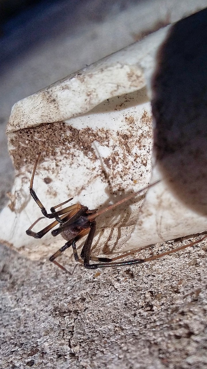 Spider