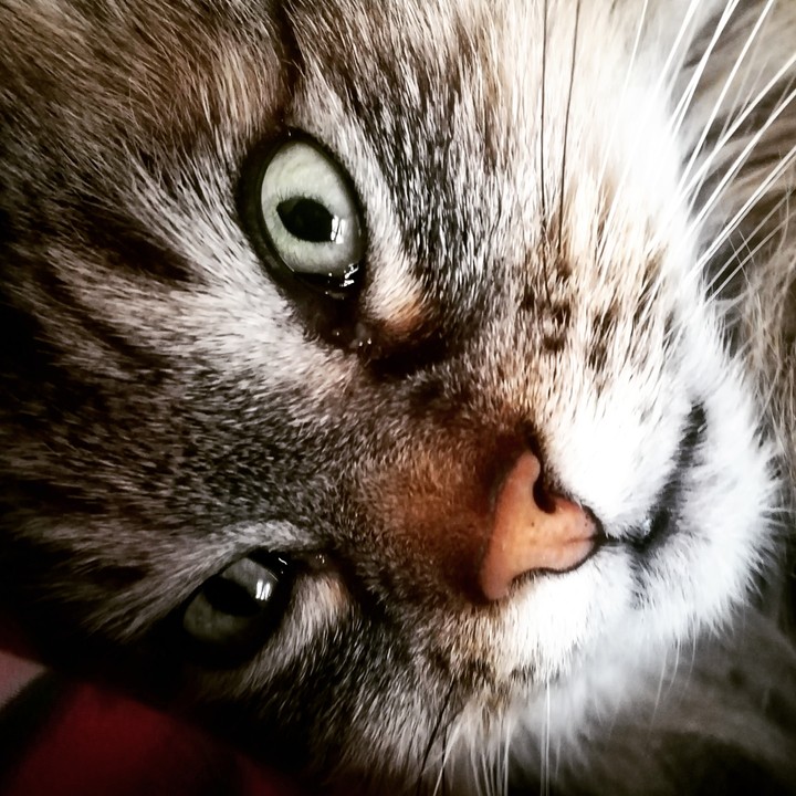 Nala