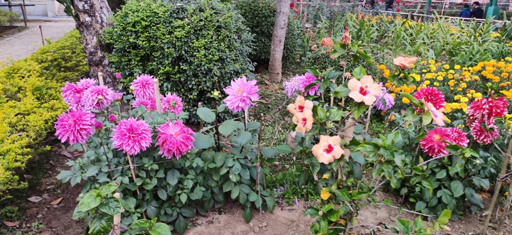 flowers