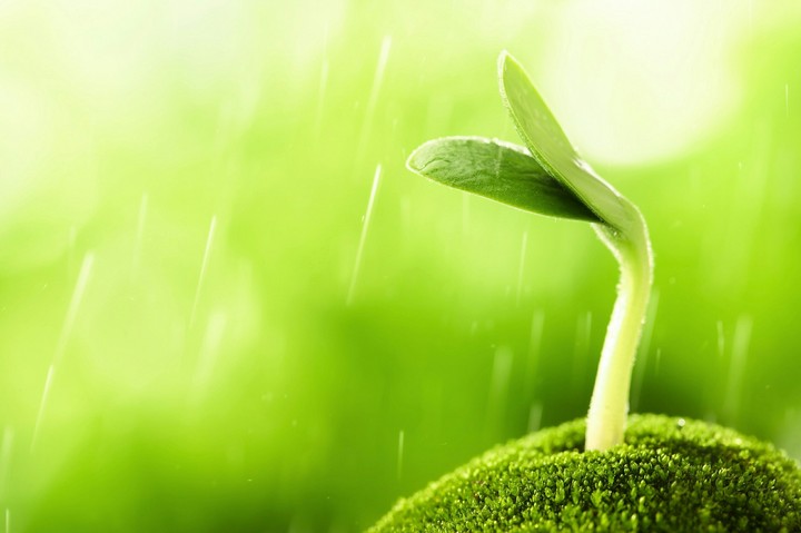seeds of nature