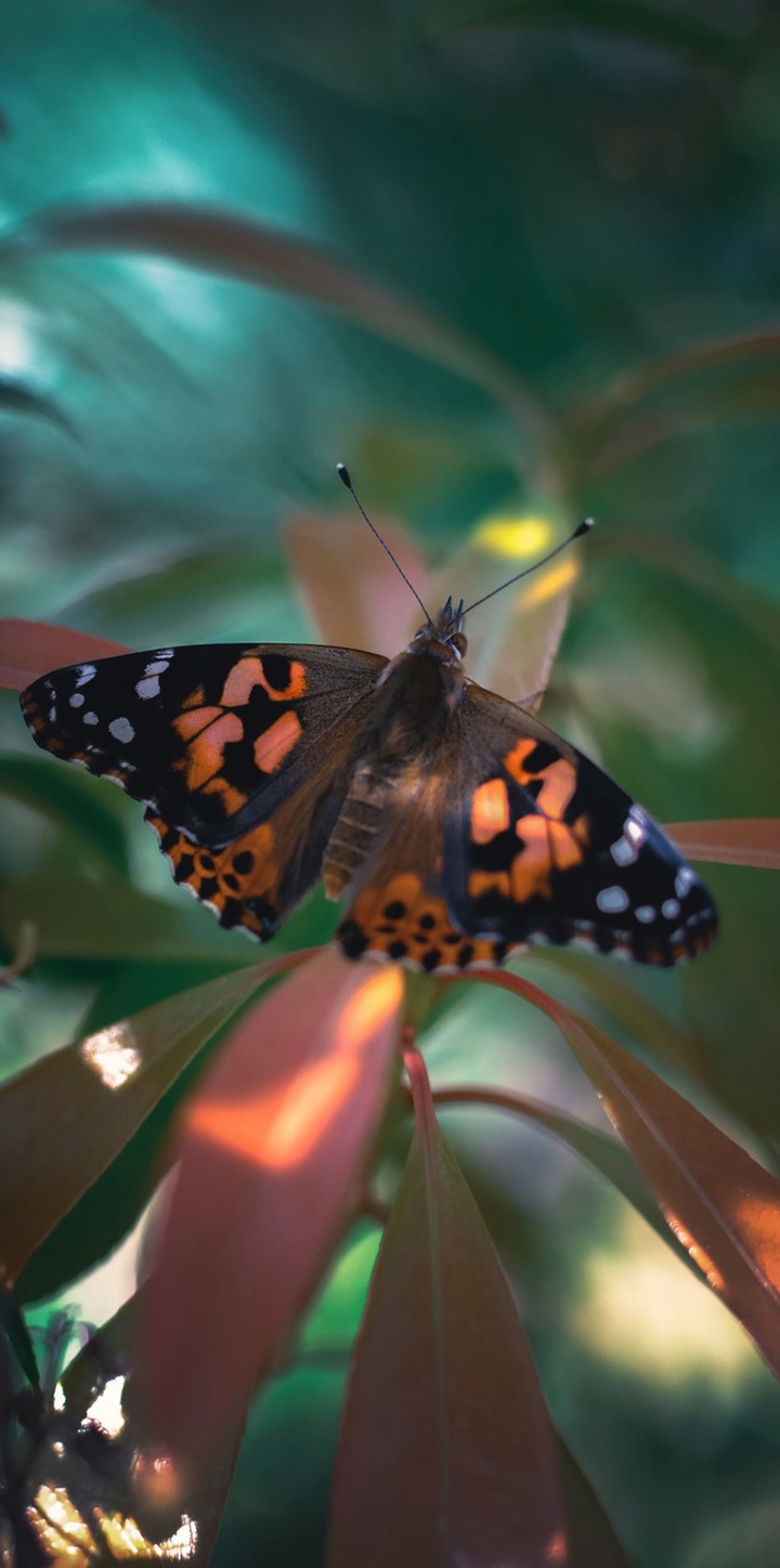 Butterfly