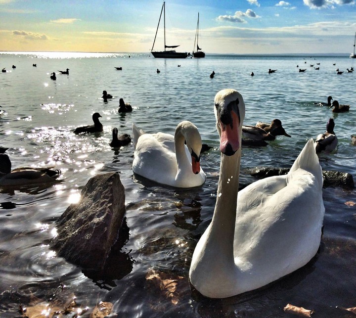 Balaton Swans  Lake