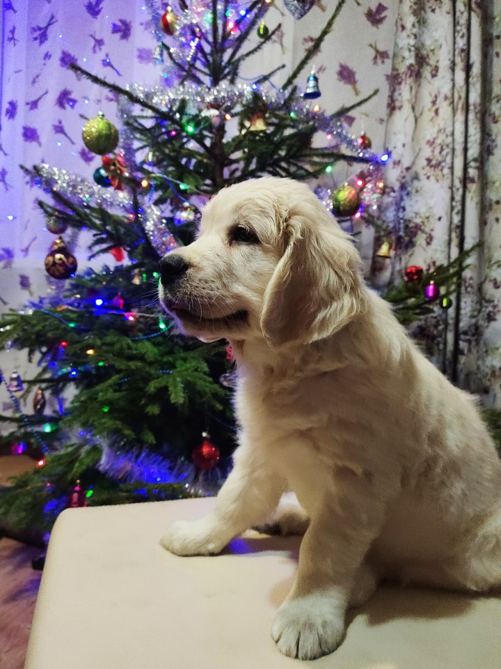 Puppy on the background of the Christmas tree?