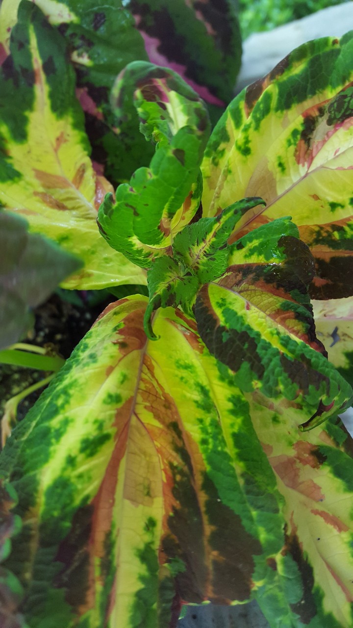 coleus
