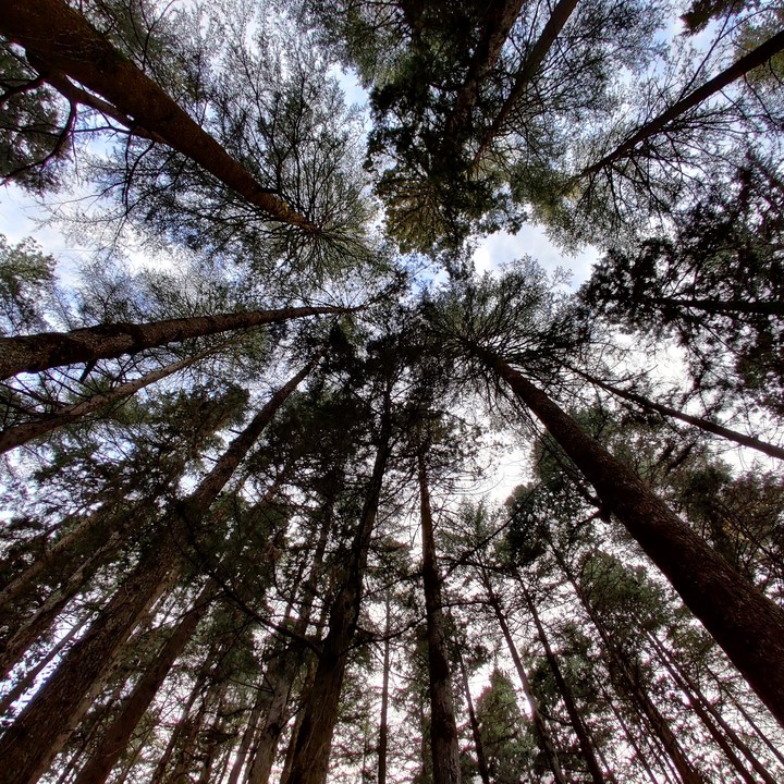 long trees
