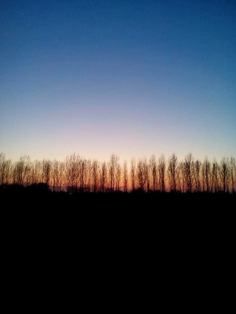landscape, wood壁紙