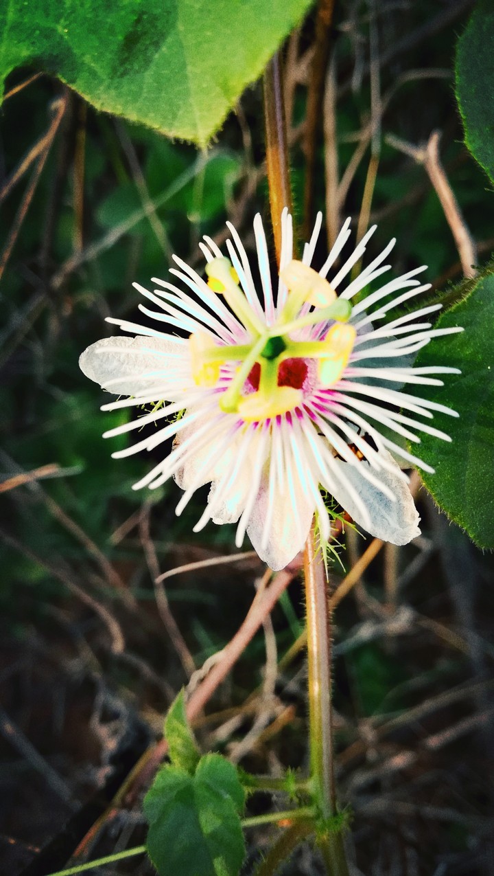 Nature Flower