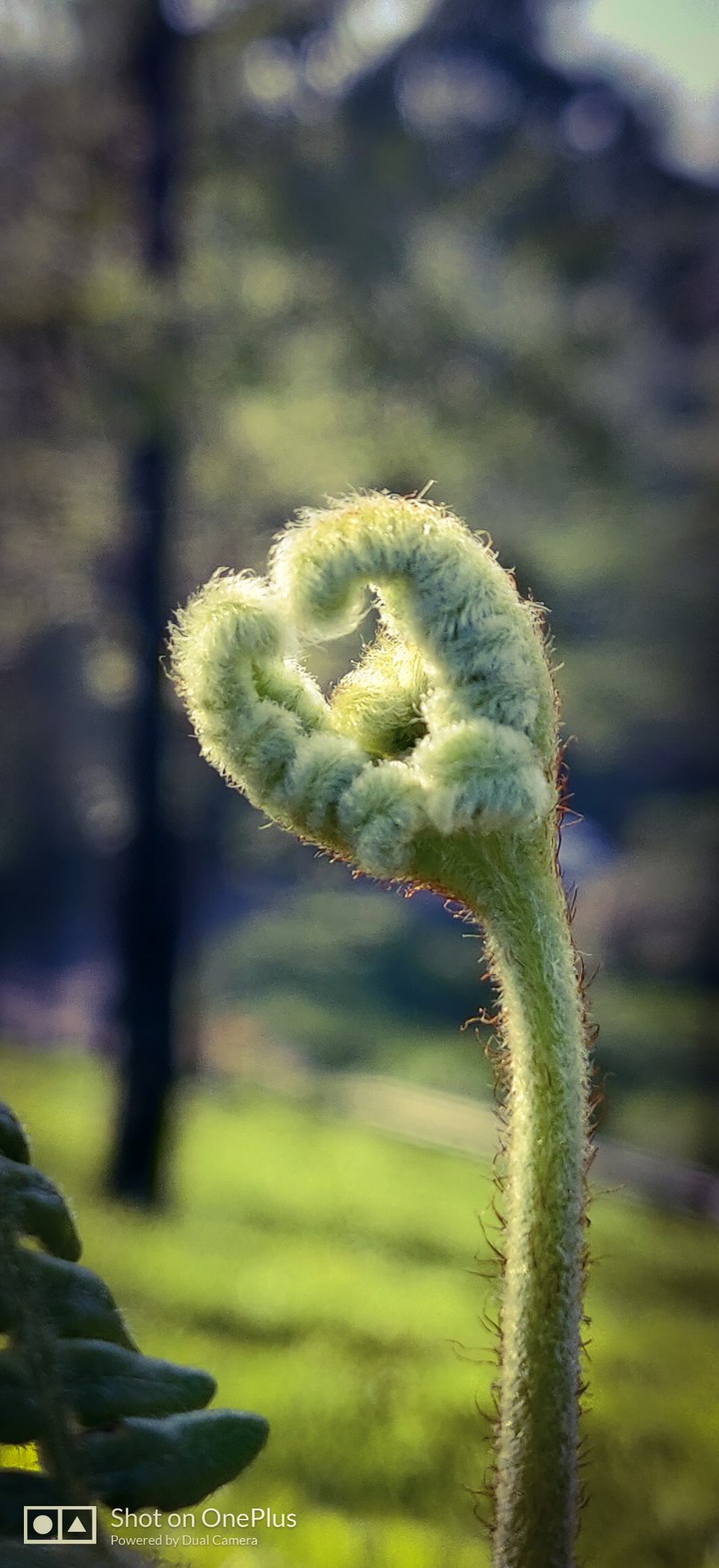 plant