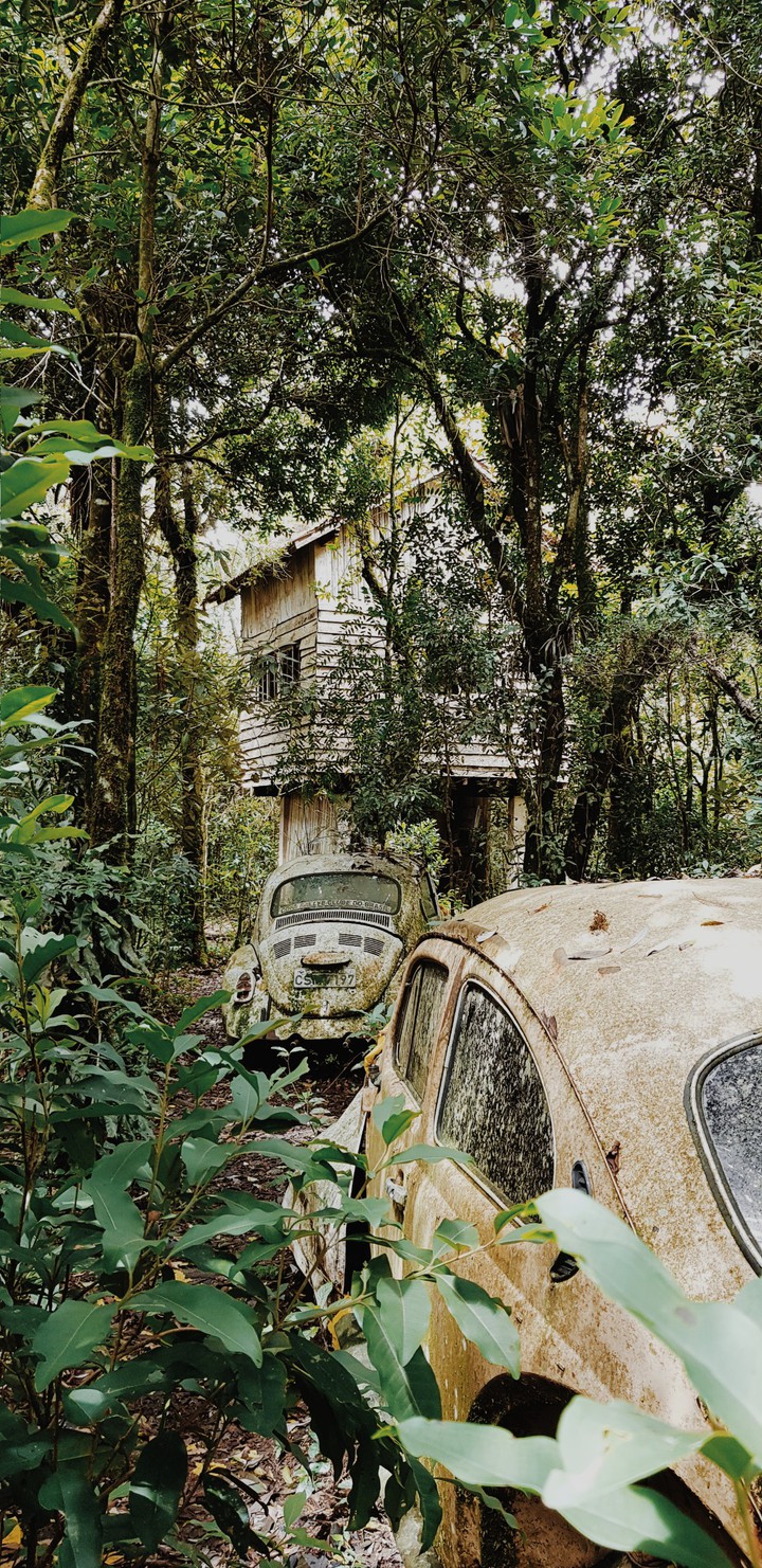 fusca