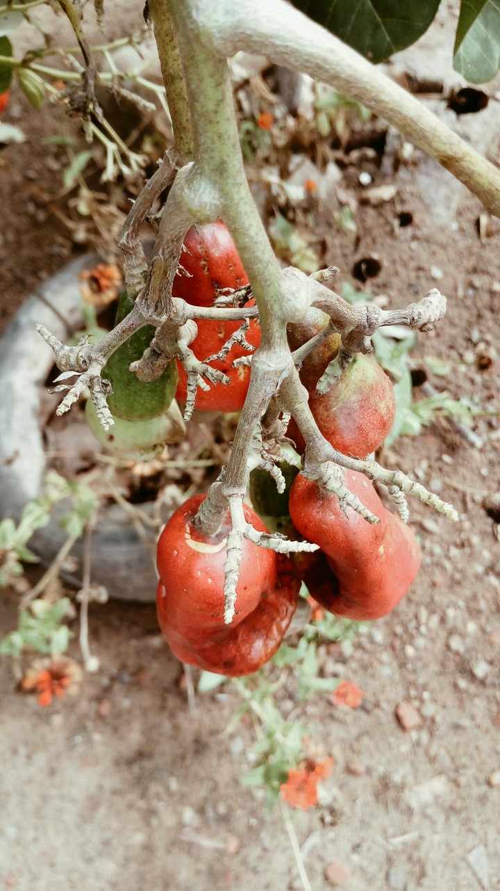 caju