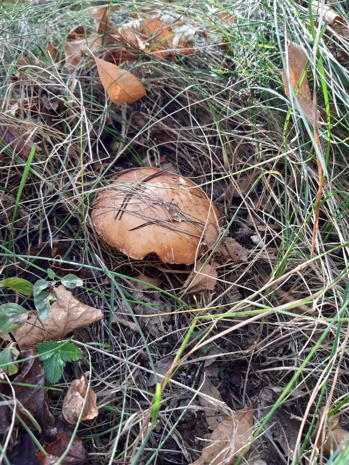 mushroom