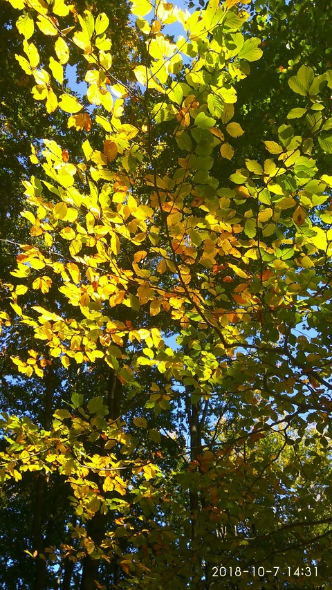 sfondi plant, leaf
