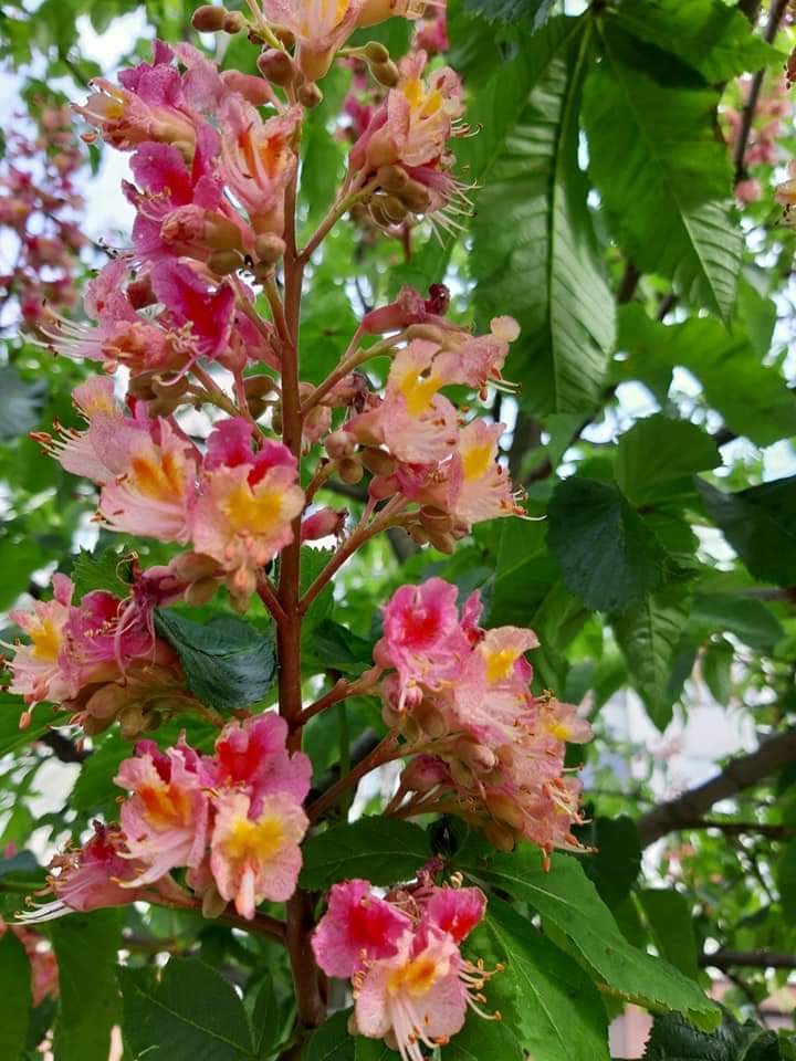 blossom