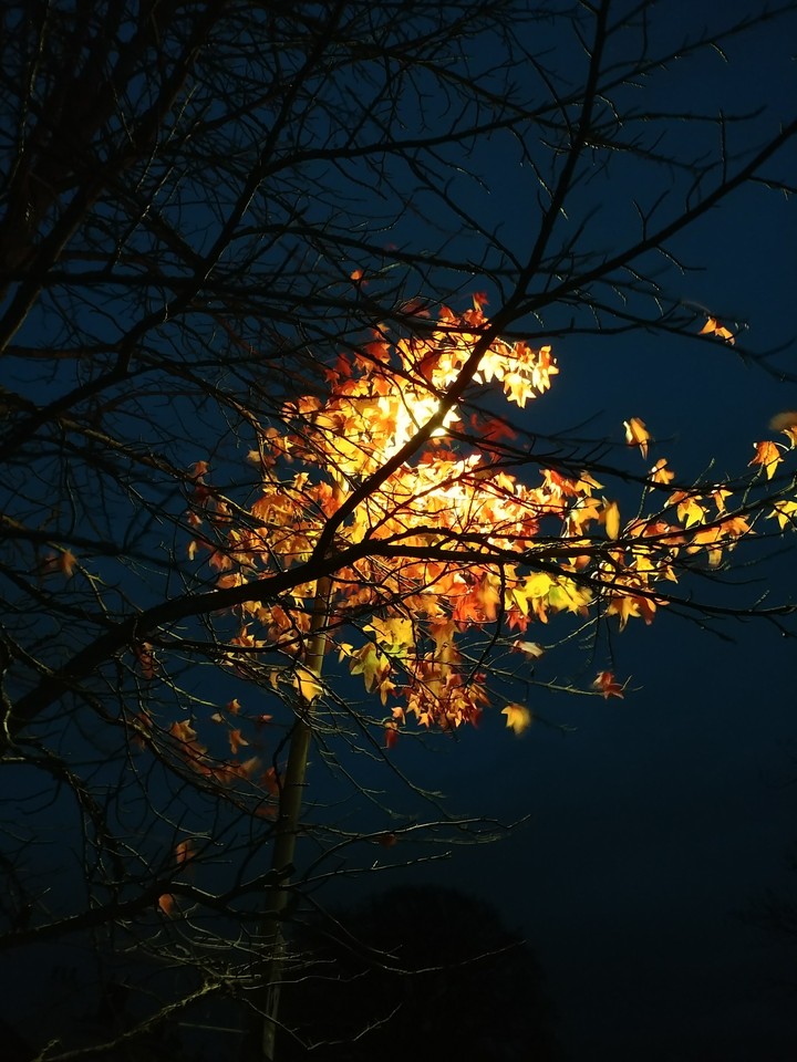 leaf the light on