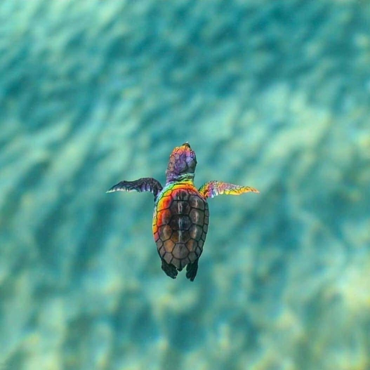 swimming