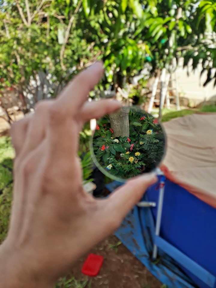 Flor pela lente.
