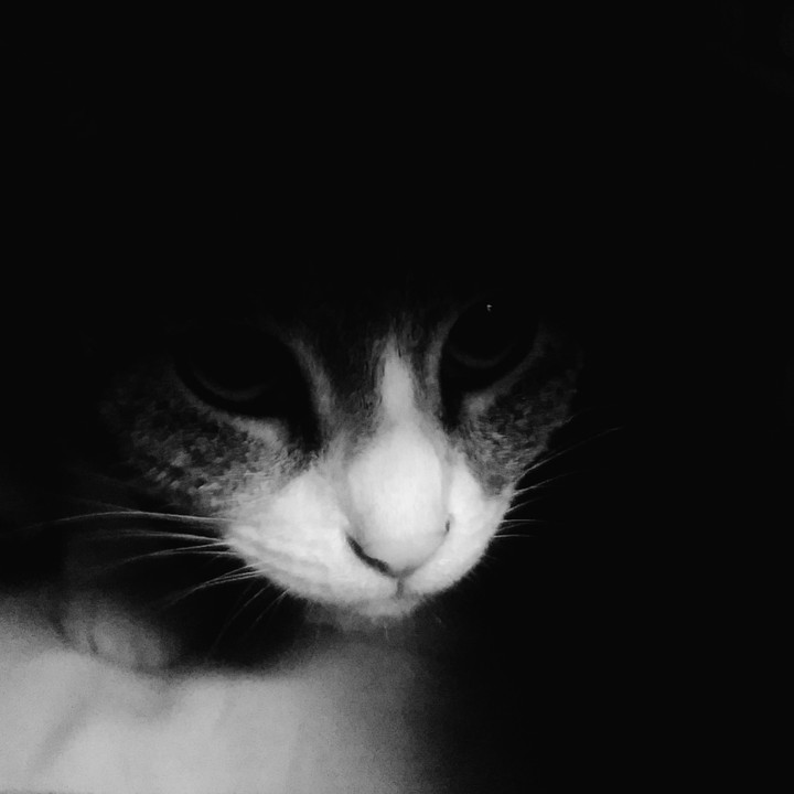 my cat ❤