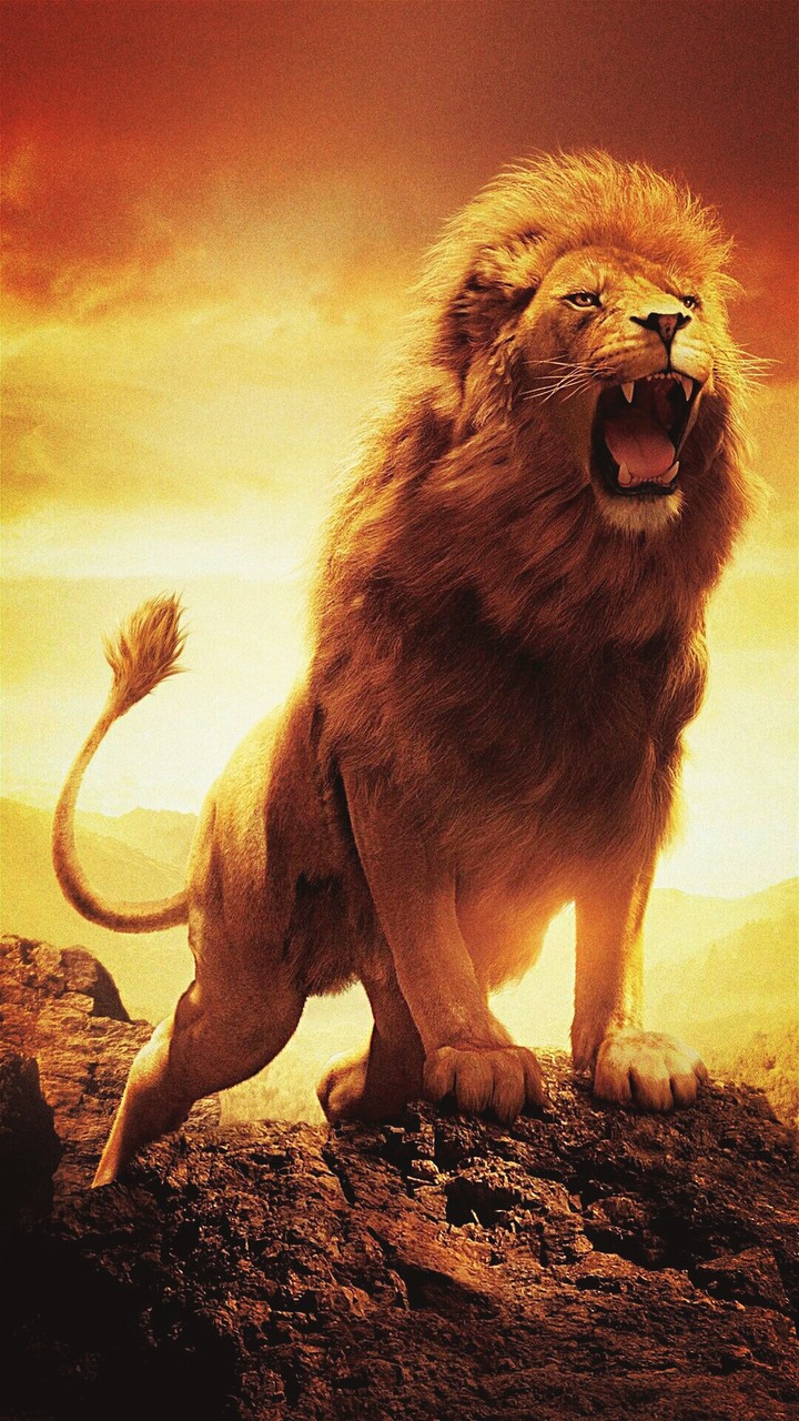 Angry lion