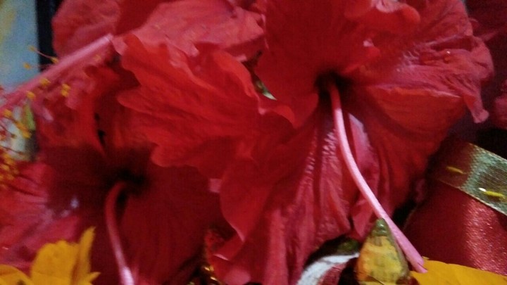 china rose