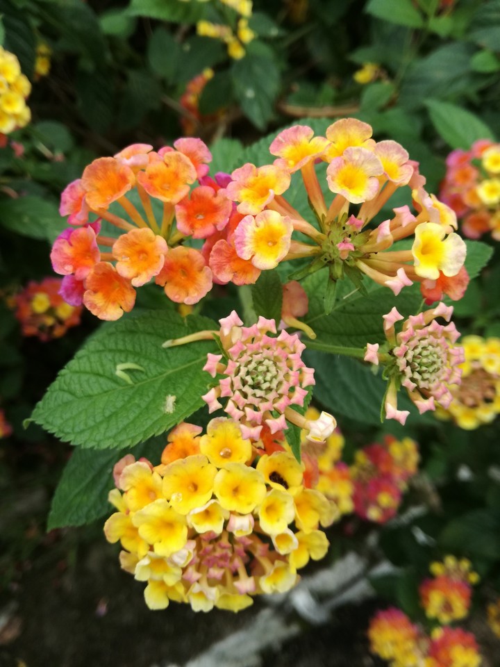 Flowers