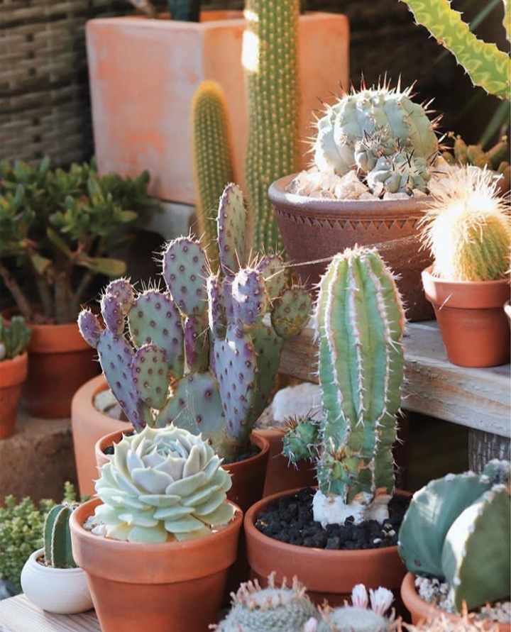 cactus