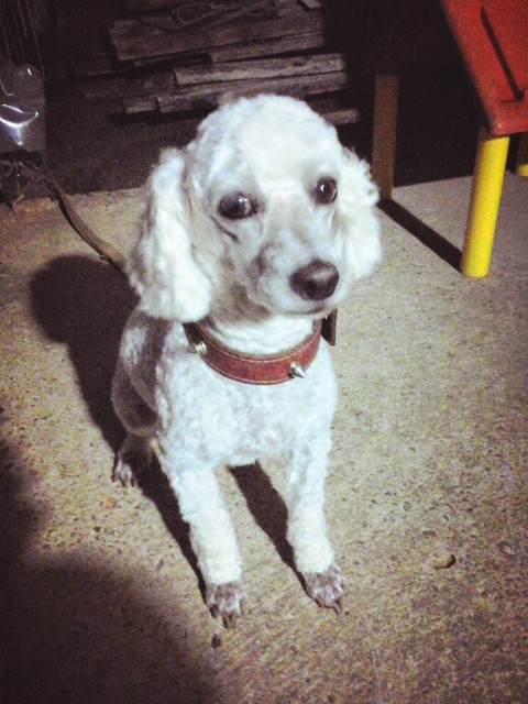 Dog Nick