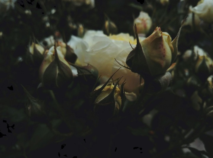 rose
