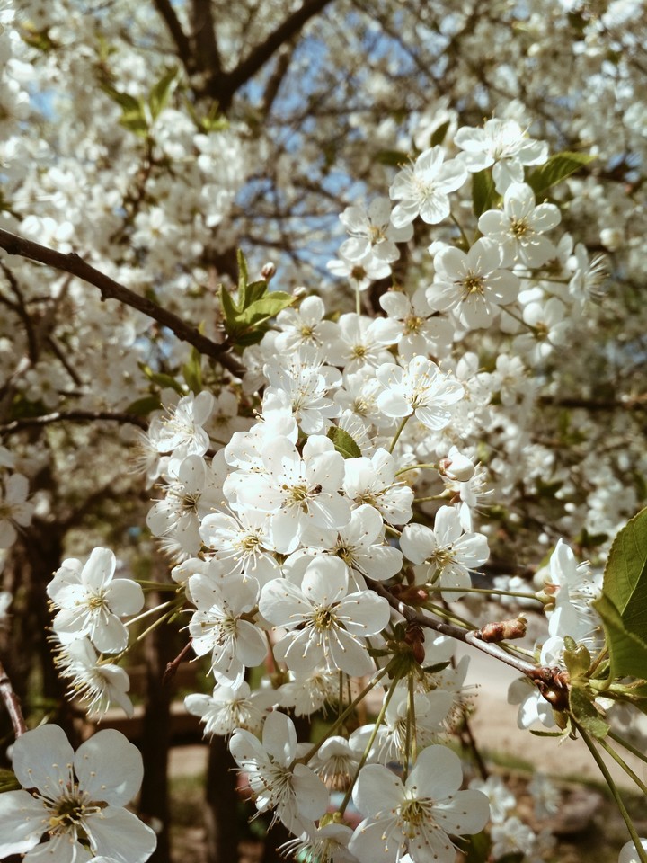 Apple tree