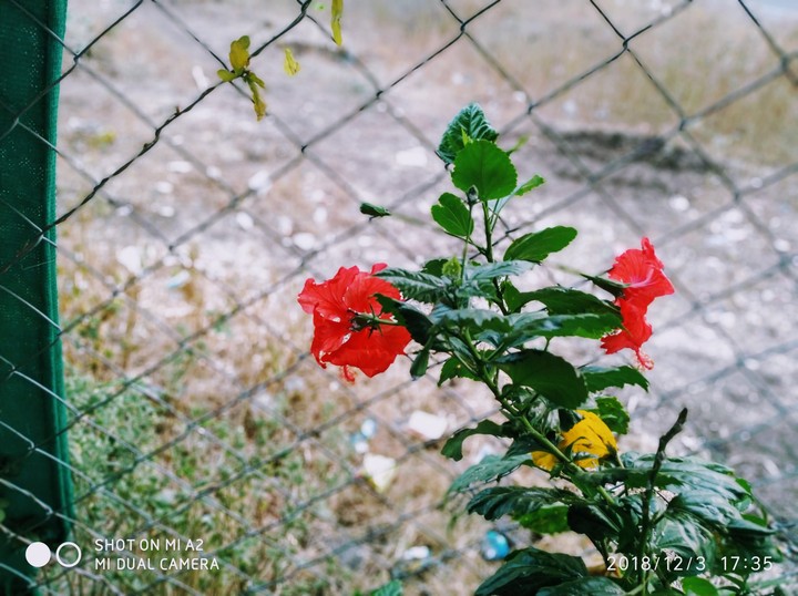 flower