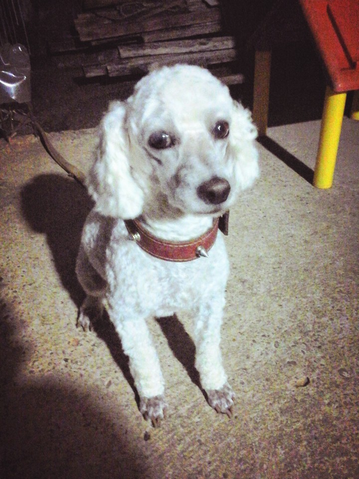 Dog Nick