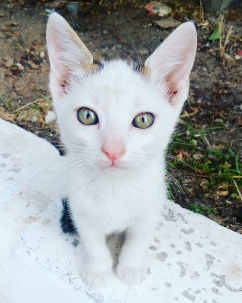 izmir