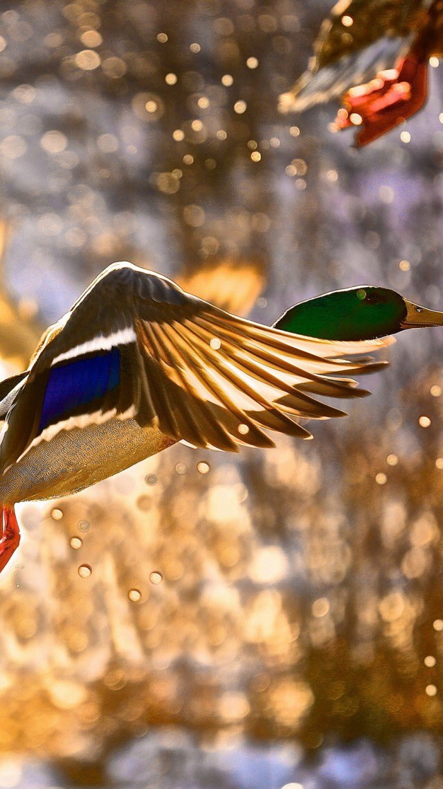 swan