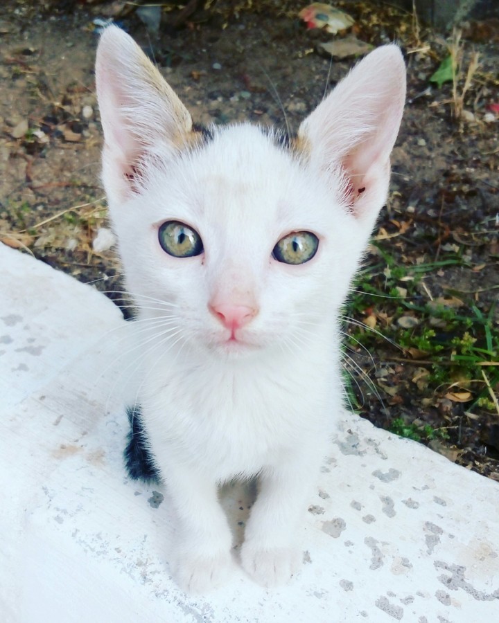 izmir
