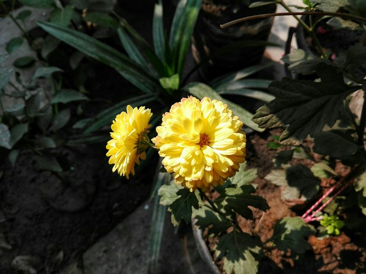 sunshine